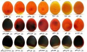 بررسی تخم نطفه دار عروس هلندی